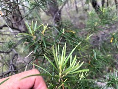 Lysicarpus angustifolius