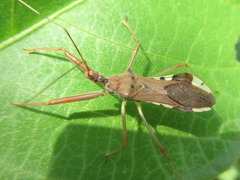 Epidaus tuberosus