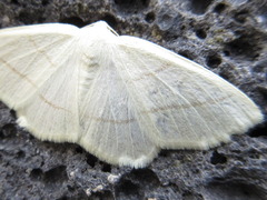 Parabapta clarissa