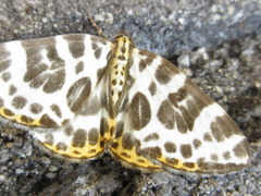 Gandaritis whitelyi