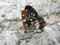 Limenitis doerriesi