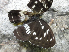 Limenitis doerriesi
