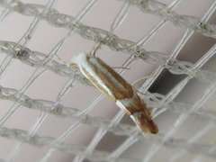 Phyllonorycter ringoniella