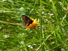 Erebia pharte