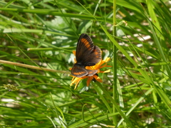 Erebia pharte