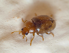 Rhyzobius litura