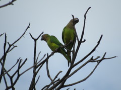 Eupsittula pertinax