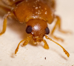 Rhyzobius litura