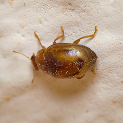 Rhyzobius litura
