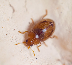 Rhyzobius litura