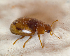 Rhyzobius litura