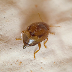 Rhyzobius litura