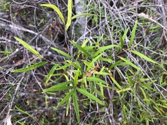 Notelaea linearis