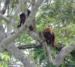 Alouatta sara