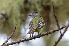 Zimmerius cinereicapilla