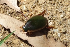 Onychohydrus scutellaris