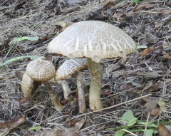 Agrocybe molesta
