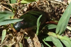Onychohydrus scutellaris