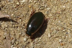 Onychohydrus scutellaris