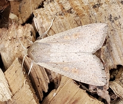 Mythimna unipuncta