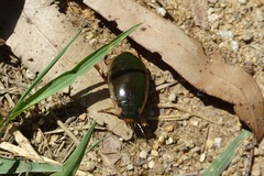Onychohydrus scutellaris