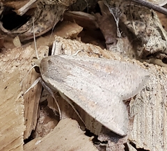 Mythimna unipuncta