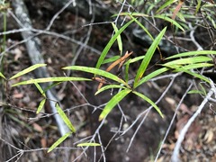 Notelaea linearis