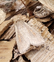 Mythimna unipuncta