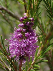 Melaleuca diosmatifolia