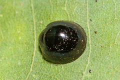 Coccinellidae