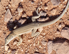 Acanthodactylus