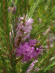 Melaleuca diosmatifolia