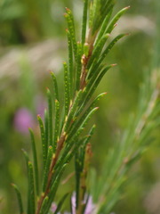 Melaleuca diosmatifolia