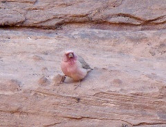 Carpodacus synoicus