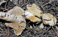 Beenakia mediterranea