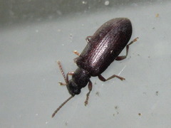 Luprops orientalis