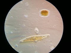 Bacillariophyceae