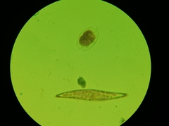Bacillariophyceae