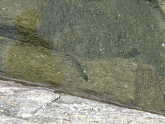 Salvelinus