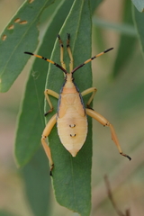 Amorbini