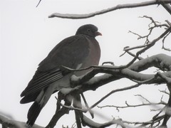 Columba palumbus