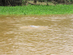 Inia geoffrensis boliviensis