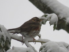 Turdus iliacus