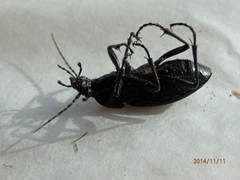 Carabus exaratus
