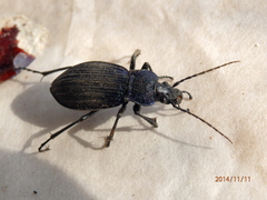 Carabus exaratus