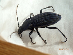 Carabus exaratus