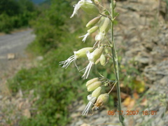Silene csereii