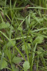 Carex pallida