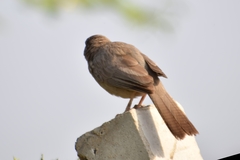 Argya striata