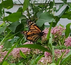 Danaus plexippus